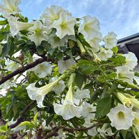 キダチチョウセンアサガオ,花散歩,青空,都会のオアシス,癒しの時間の画像