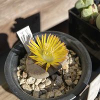 リトープス,リトープス マライシー,初めての花♡,神奈川県,令月の多肉の画像