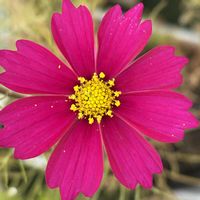 コスモス,育てやすい,ピンク❤︎ピンクの画像