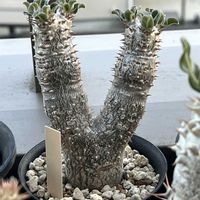 サボテン,パキポディウム,パキポディウム・タッキー,塊根植物,紅葉（こうよう）の画像