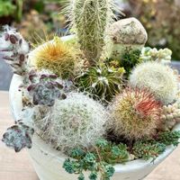 サボテン寄せ植え,ポーチュラカ ウェルデルマニー,多肉植物,埼玉タニラー,モフモフ大好きの画像