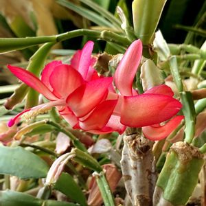 シャコバサボテン,シャコバサボテン,デンマークカクタス,多肉植物,鉢植えの画像