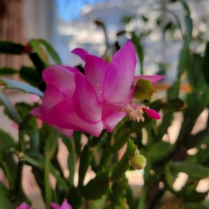 シャコバサボテン,リビングの画像