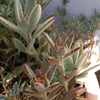 月兎耳,黒兎,カランコエ 白兎,多肉植物,カランコエ属の画像