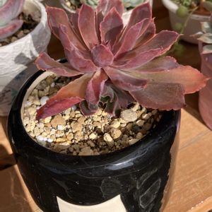 ネオンブレーカーズ,多肉植物,子株,多肉の寄せ植え,多肉寄せ植えの画像