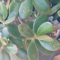 金のなる木の画像