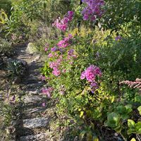 アジュガ,ローズマリー,ピンクノウゼンカズラ,アカシア・ゴールドチップ,庭の画像