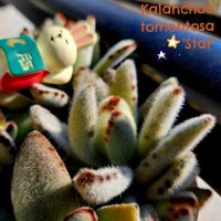 シナモン,セリア（クラッスラ属）,福兎耳,黒兎,星兎耳の画像