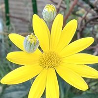 ユリオプスデージー,ユリオプスデージー,ユリオプスデージー♡,ユリオプスデージー　蕾,ユリオプスデージー　蕾の画像