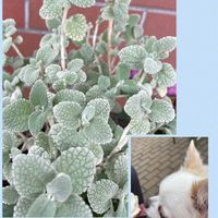 ワスレナグサ,バロータ,コバノタツナミソウ,我が家の花壇,GSのみなさんに感謝♡の画像