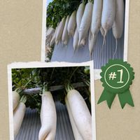 大根,大根漬け,ちいさな幸せ♡,MIN倶楽部,リビング・ダイニングの画像