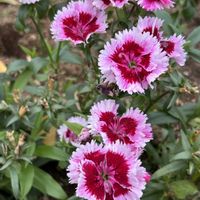 ナデシコ,犬の散歩,散歩道の花,グリーンコートの画像