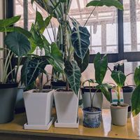 アロカシア,室内管理,緊急避難！,水シミの画像