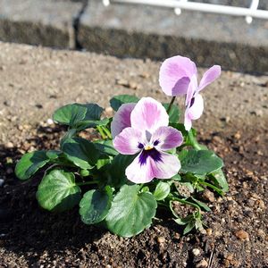 パンジー・スミレ,花びら,ビオラ・パンジー,種まきから育てる,蕾 つぼみの画像