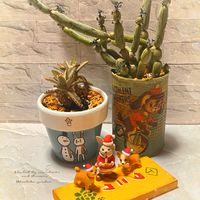 シャコバサボテン,デンマークカクタス,七宝樹,兎耳,デンマークカクタス(シャコバサボテン)の画像