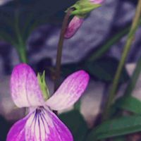 スミレ,ベランダの画像