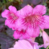 アメリカンブルー,エンジェルティアーズ,ピンクノウゼンカズラ,ミニバラ  乙女心,バラの花芽？の画像