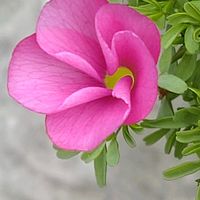 オキザリス,オキザリス,シロタエギク,葉牡丹,葉牡丹の画像