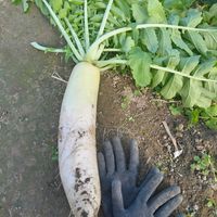 大根,我が家の大根の画像