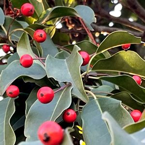 ナンテン,ナンテン,ソヨゴ,クチナシの実,クチナシの実の画像