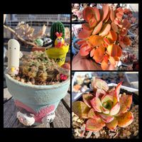 シンデレラ,ワーテルメイエリー錦,多肉植物,神奈川タニラー,ムーミンの日の画像