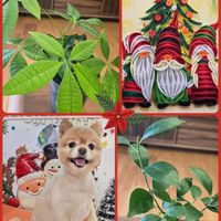 パキラ,ガジュマル,穏やかな時間,GSの繋がりに感謝♡,GSでお買い物の画像