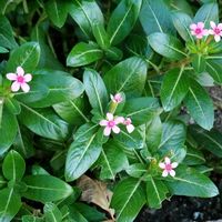 ニチニチソウの画像