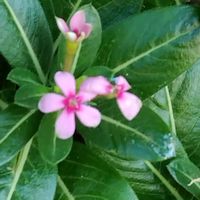 ニチニチソウの画像