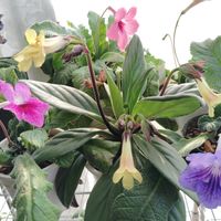 ストレプトカーパス,プリムリナ,ストレプトカーパス リンポポ,プリムリナ アイコ,花のある暮らしの画像