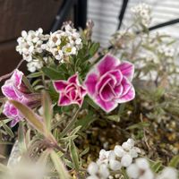 アリッサム,カリブラコア,寄せ植えの画像