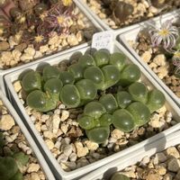 コノフィツム,多肉植物の画像