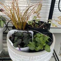 カレックス,ビオラ　ラブラドリカ,エゴポディウム,ビオラ ビクトリアブラッシュ,寄せ植えの画像