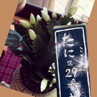 サザンカ,シャコバサボテン,ミニトマト,トラディス・カンティア,今日のお花の画像