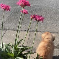 ネリネ,ダイヤモンドリリー,ワンワン祭り,愛犬ピノ,小さな庭の画像
