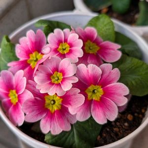 観察,きれい,可愛い,鮮やか ,美しいの画像