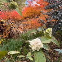アジサイ,ロウバイ,バラ 伊豆の踊子,サイレントラブ,咲いてくれてありがとう❤の画像