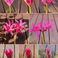 ダイヤモンドリリー,可愛い〜♡,ピンク❤︎ピンク,キュートなお花,うどん県人会の画像