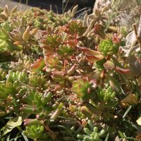 虹の玉,レティジア,紅葉する多肉,ステキ☆,多肉女子の画像