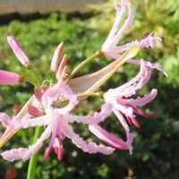 オキザリス,ビオラ,ダイヤモンドリリー,ネリネ クリスパ,リュウノヒゲ 黒龍の画像