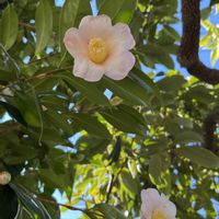 ツバキ,ワンワン祭り,２０２０年５月同期,木曜は木の花,庭の画像