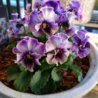 ヌーヴェルヴァーグ　ラピスラズリ,ベランダガーデニング,フラワーガーデン泉,リピ買い,ベランダの画像