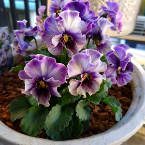 ヌーヴェルヴァーグ　ラピスラズリ,ベランダガーデニング,フラワーガーデン泉,リピ買い,ベランダの画像