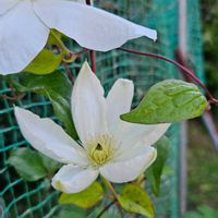 クレマチスの画像