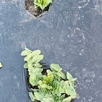 ダイコンの画像