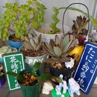 シャコバサボテン,アロマティカス,黒兎耳,パンダうさぎ,モミジバフウの画像