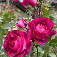 カワラナデシコ,アルテルナンセラ・千日紅〜千紅花火,バラ　バレッタ,yasu2025バラ♪,小さな庭の画像