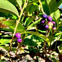 ヒサカキ,自生,植栽,在来種,雌雄異株の画像