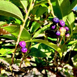 ヒサカキ,自生,植栽,在来種,雌雄異株の画像