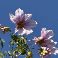 皇帝ダリア,ローズマリー,キュンキュン乙女倶楽部,もんもんチャン♡見守り隊,キュンキュン乙女倶楽部No.279の画像