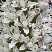 ツメレンゲ,吉祥草,繋がりに感謝✨,バラと夢CLUB,エントランスの画像